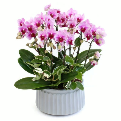핑크호접-특